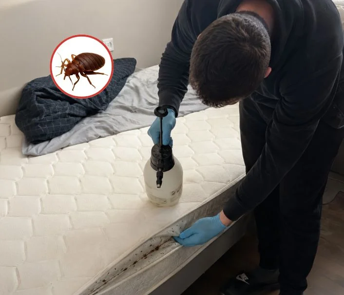 Technicien traitant un matelas contre les punaises de lit à Villejust